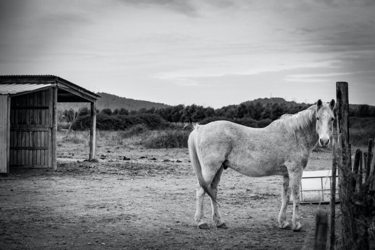 ballades à cheval