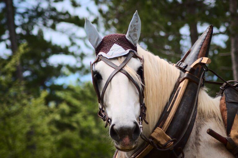 excursions à cheval