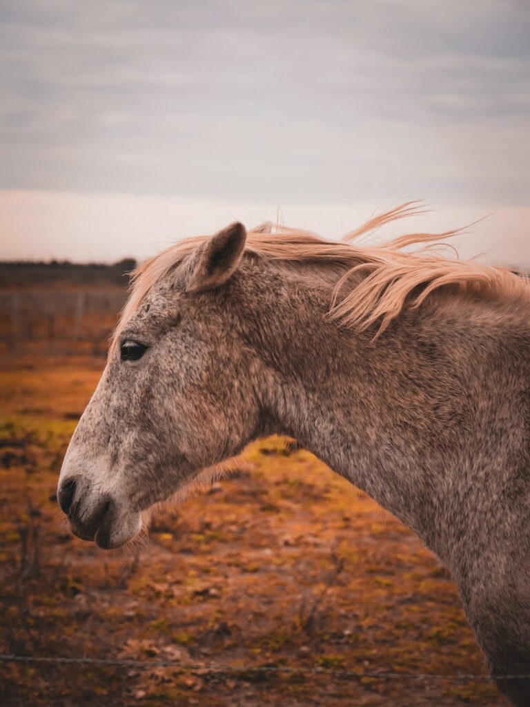 découvertes à cheval